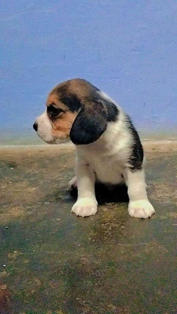 Beagle For Sale In Coimbatore
