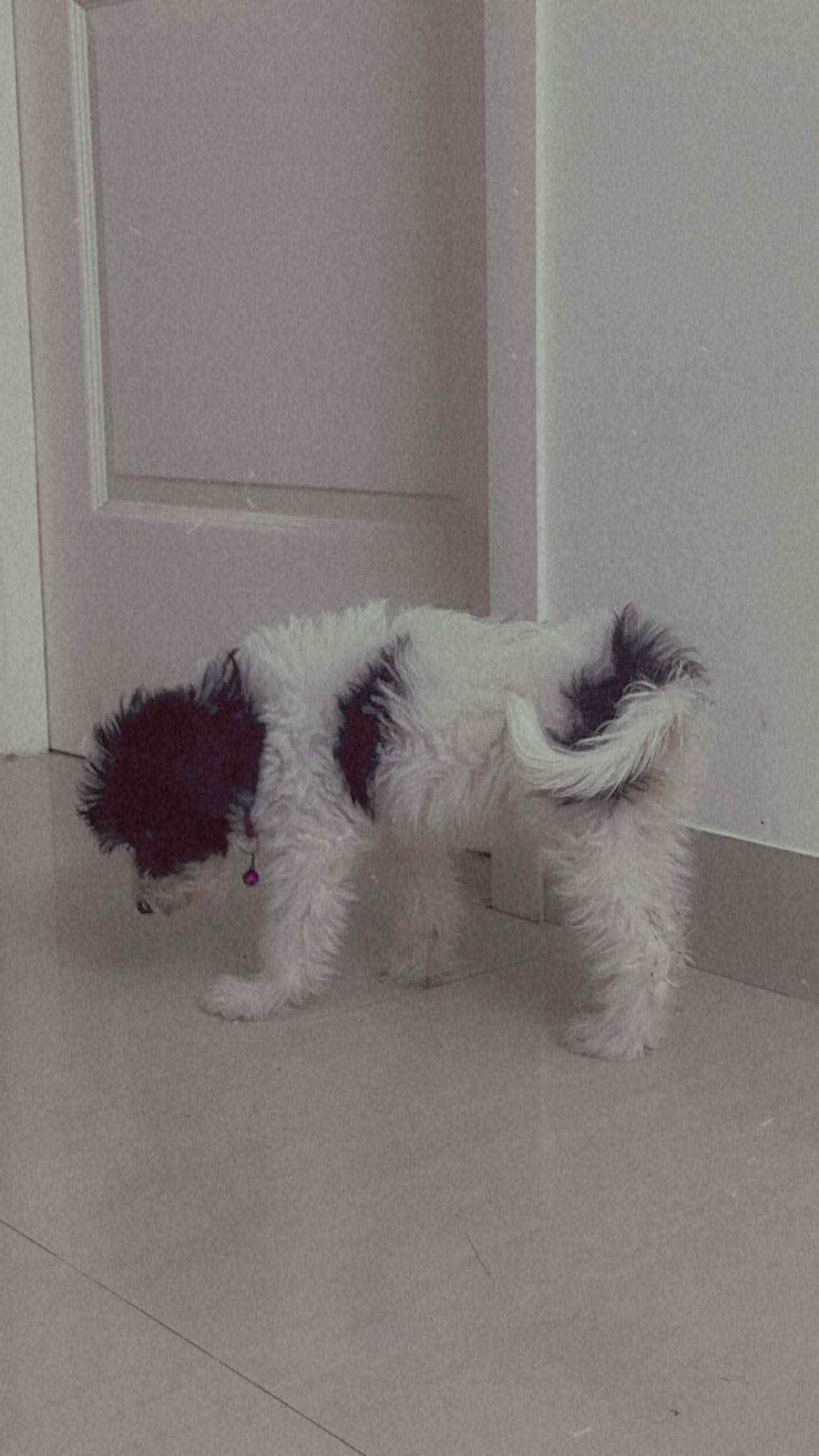 Lhasa Apso For Sale In Chennai