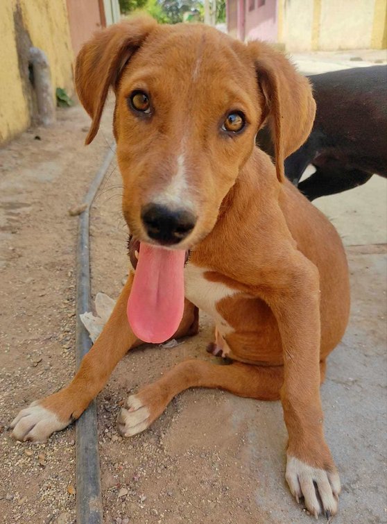 Indian Breed For Adoption In Kota