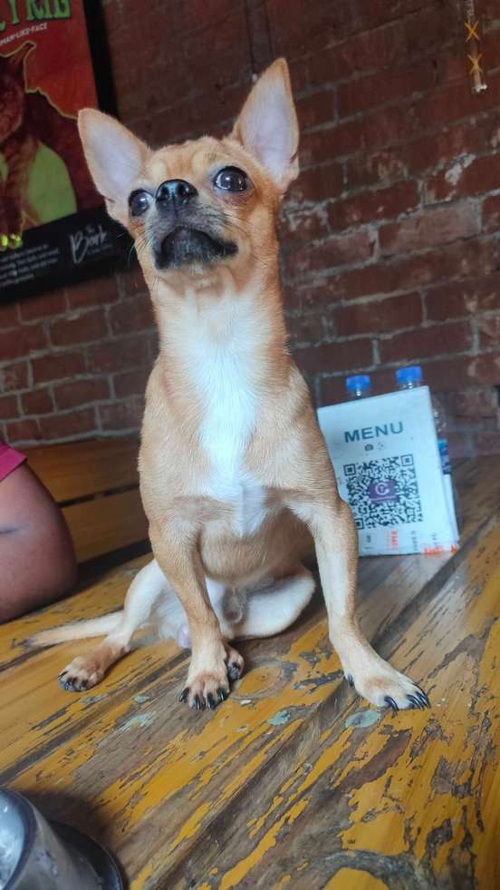 Chihuahua Dogs For Mating In Chennai