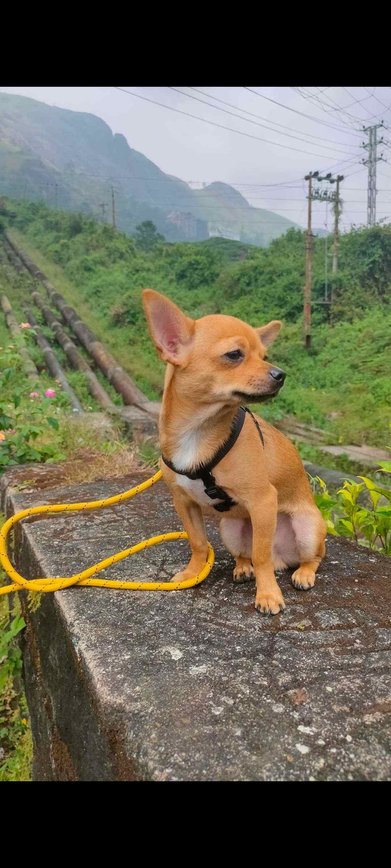 Chihuahua Dogs For Mating In Chennai