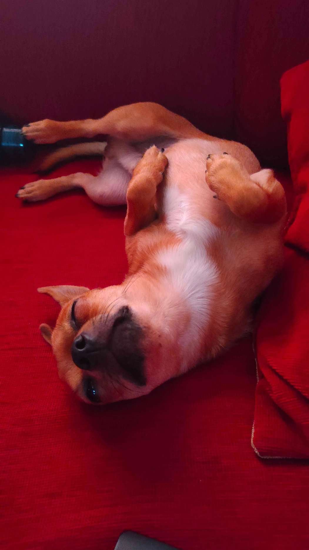 Chihuahua Dogs For Mating In Chennai