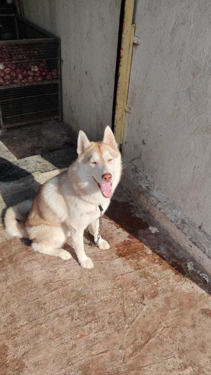 Siberian Husky Dogs For Mating In Pune