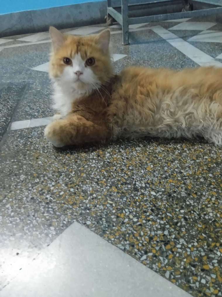 Persian For Sale In Moradabad