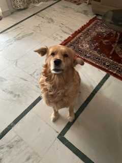 Golden Retriever Dogs For Mating In Delhi