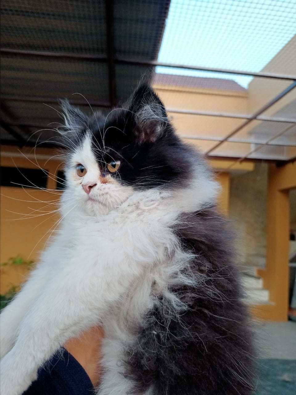 Persian For Sale In Rampur