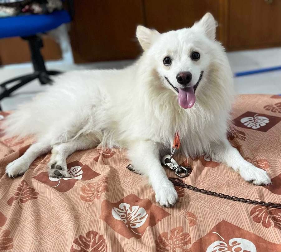 Pomeranian Dogs For Mating In Chennai