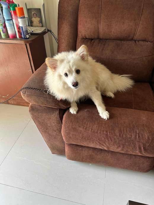 Pomeranian Dogs For Mating In Chennai