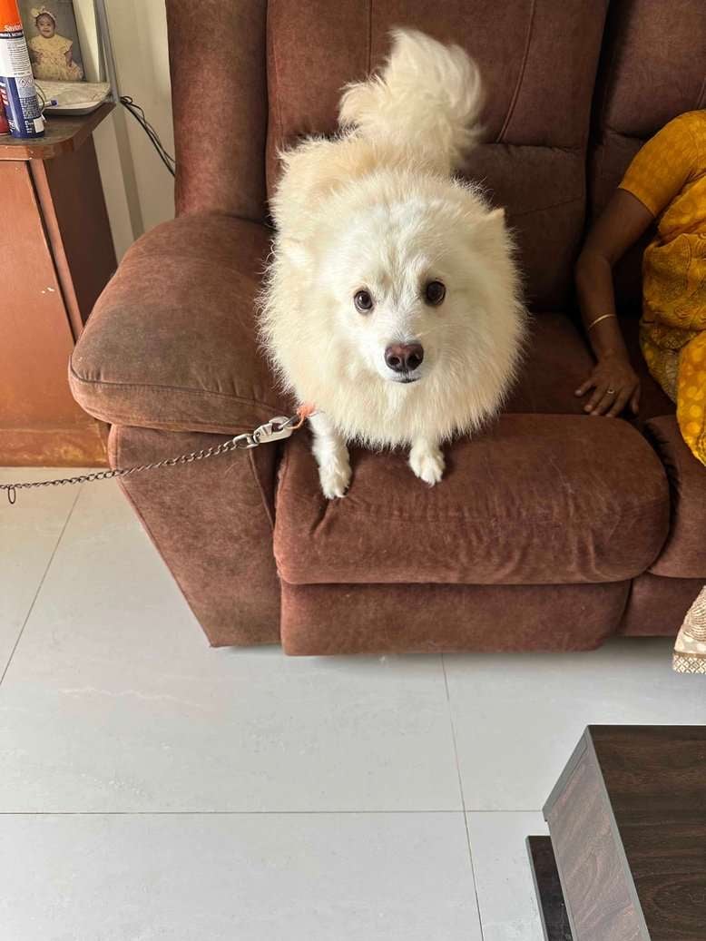 Pomeranian Dogs For Mating In Chennai