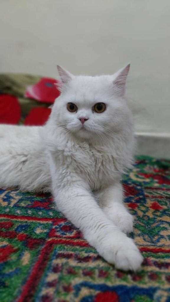 Persian Dogs For Mating In Mumbai
