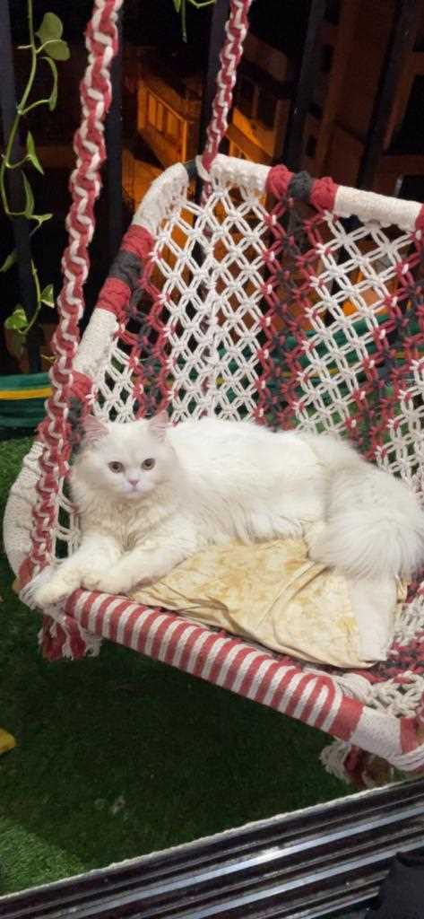 Persian Dogs For Mating In Mumbai
