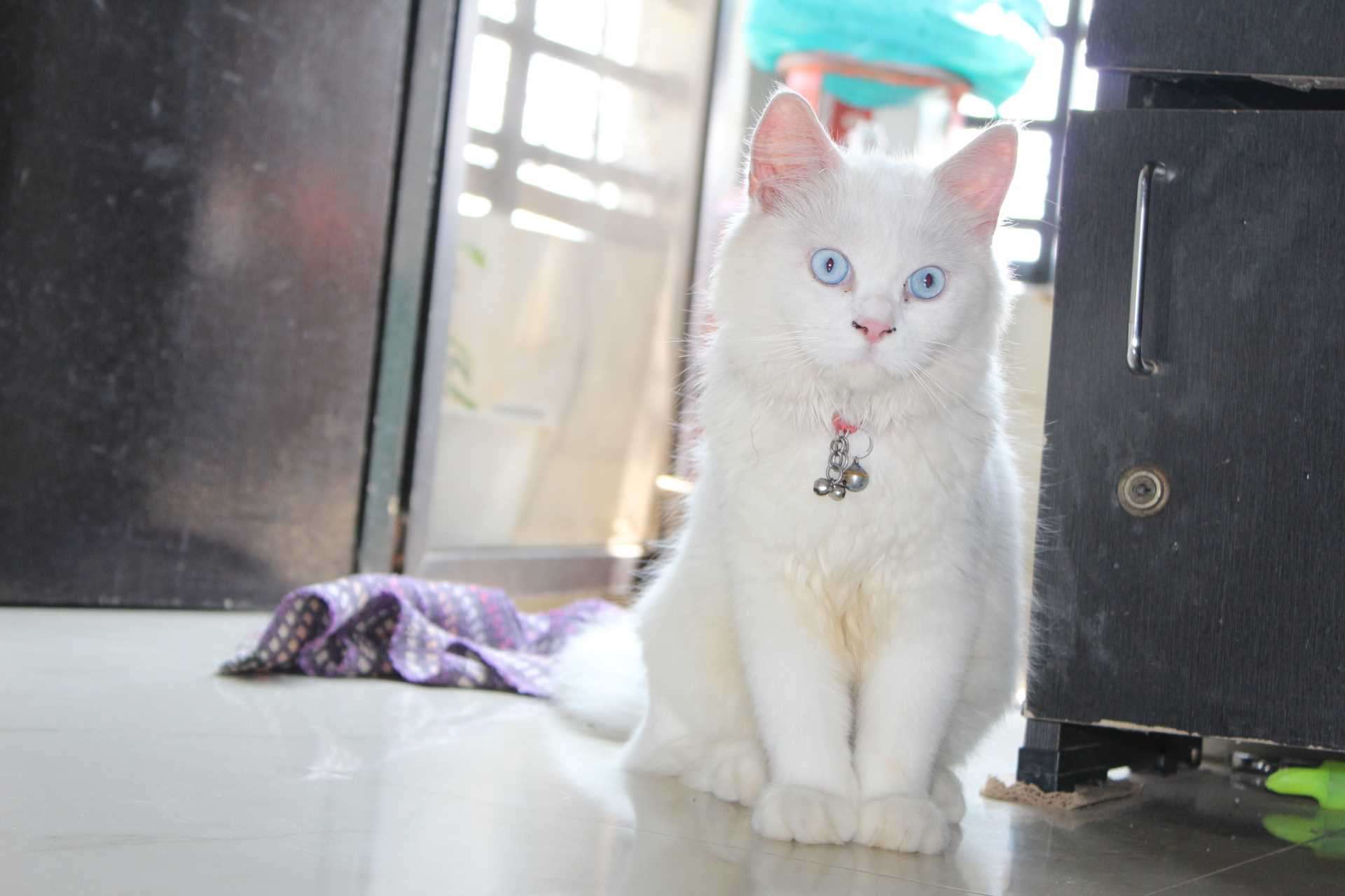 Persian Dogs For Mating In Secunderabad