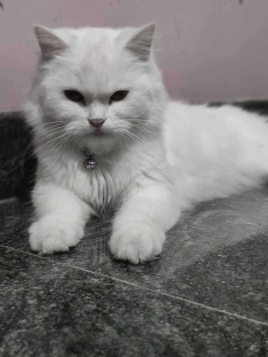 Persian Dogs For Mating In Bangalore