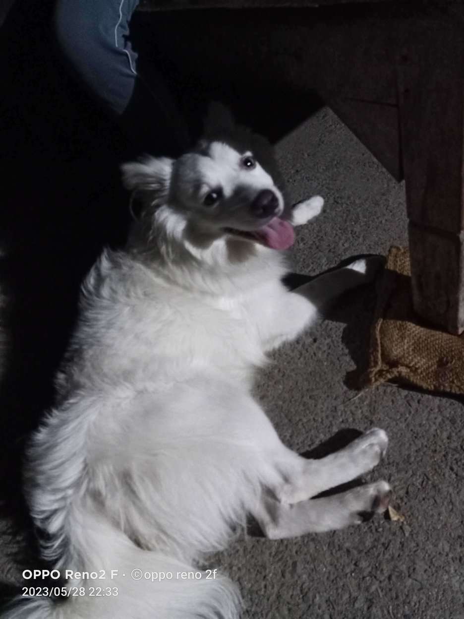 Indian Spitz For Adoption In Aurangabad BR