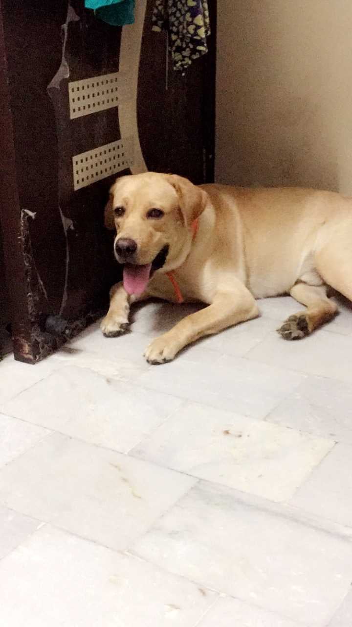 Labrador Retriever Dogs For Mating In Delhi