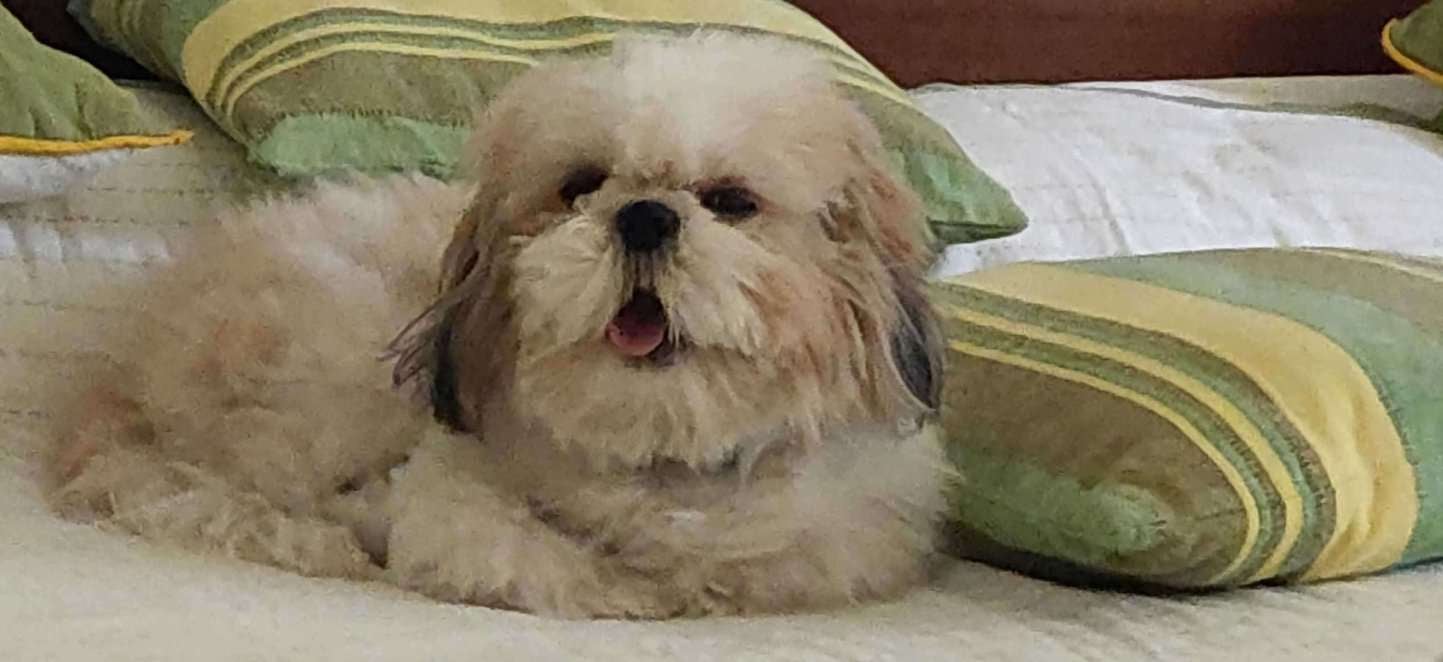 Shih Tzu Dogs For Mating In Chandigarh