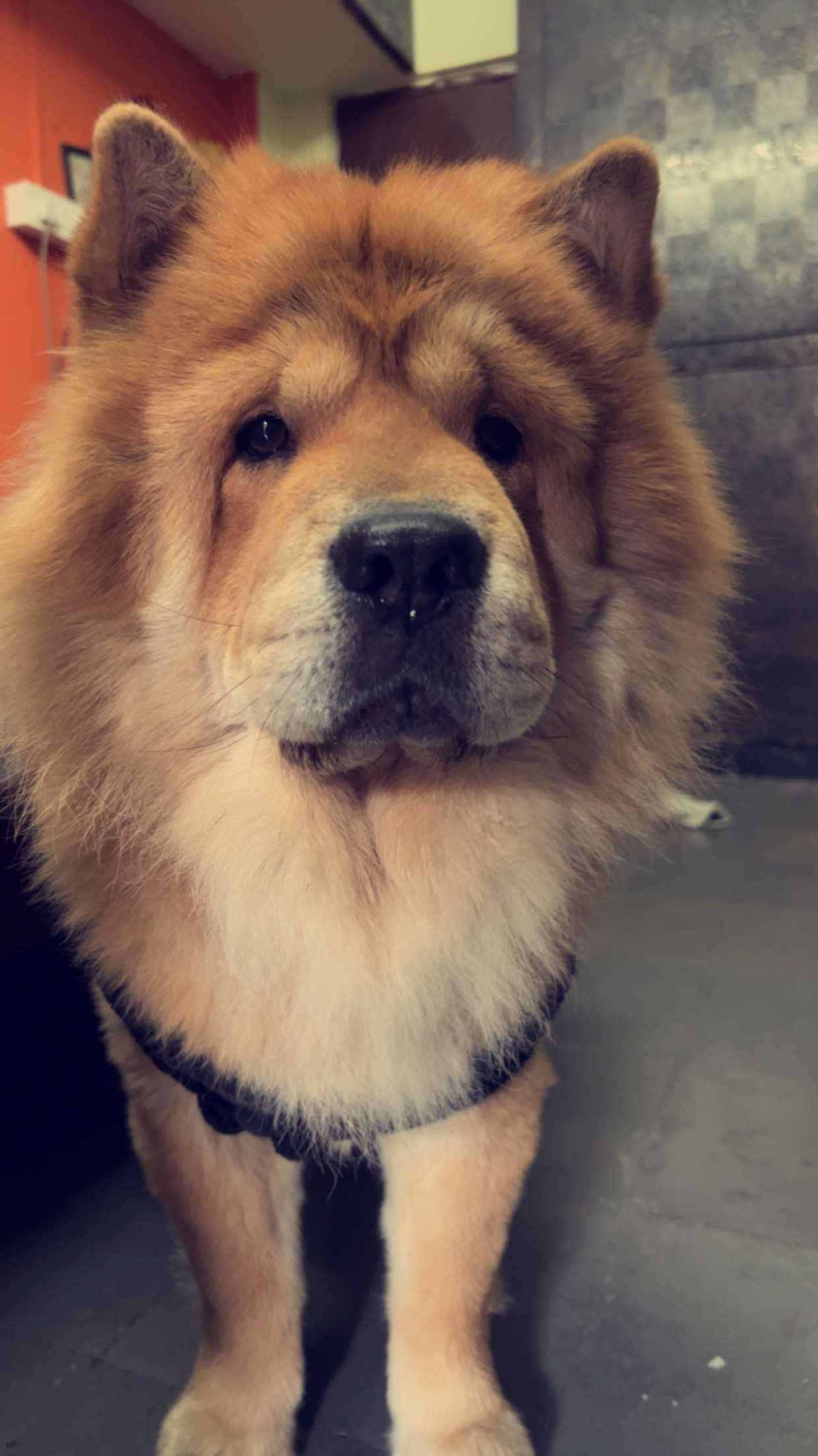Chow Chow Dogs For Mating In Hyderabad