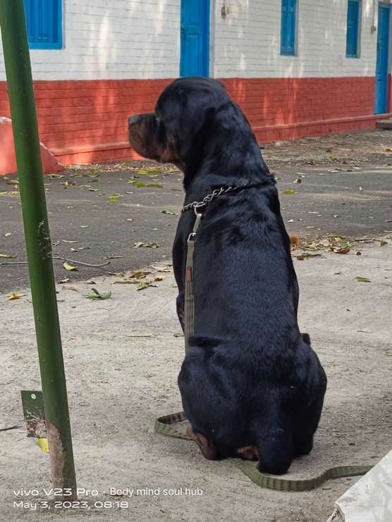 Rottweiler Dogs For Mating In Agra