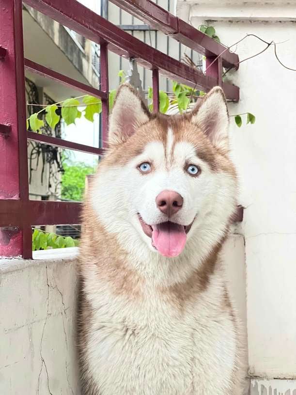 Siberian Husky Dogs For Mating In Chandigarh