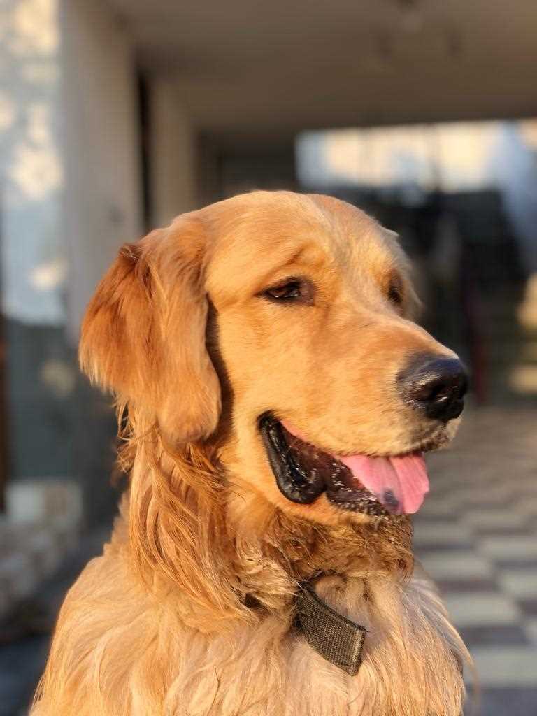Golden Retriever For Adoption In Shimla