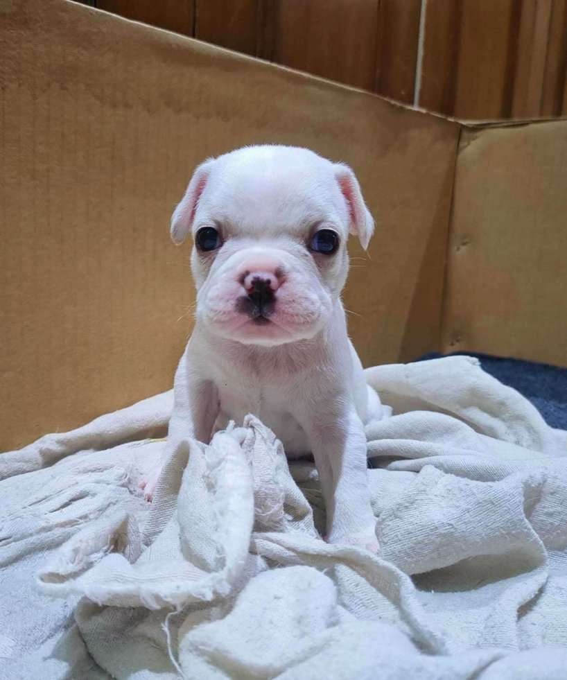 French Bulldog For Sale In Allahabad