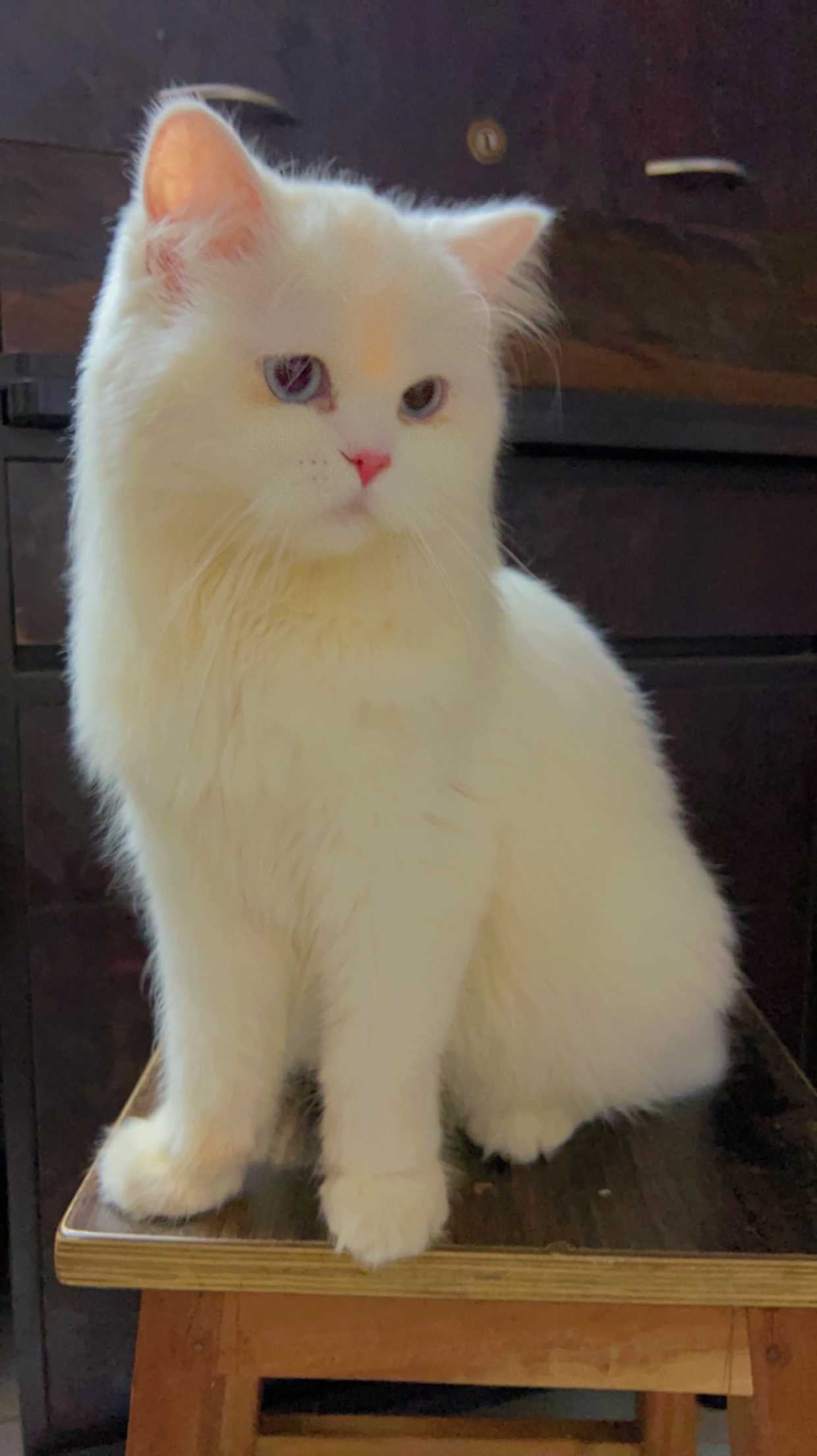 Persian Dogs For Mating In Mumbai