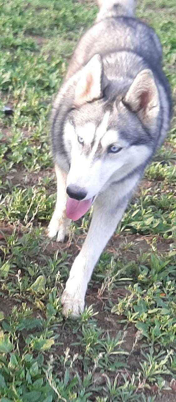 Siberian Husky Dogs For Mating In Delhi
