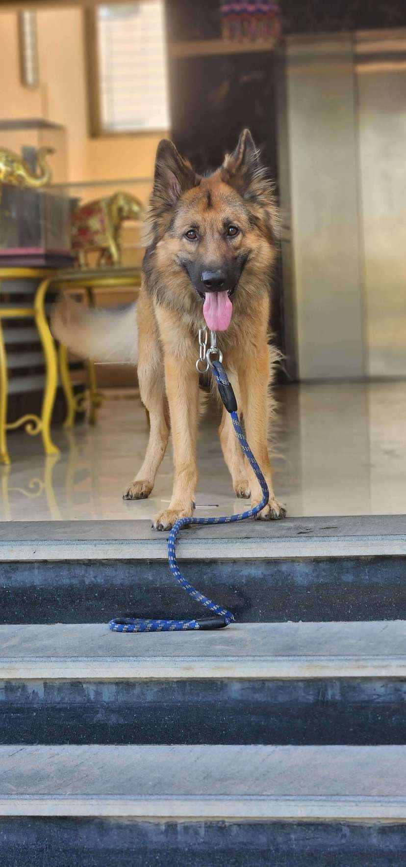 German Shepherd Dogs For Mating In Pune