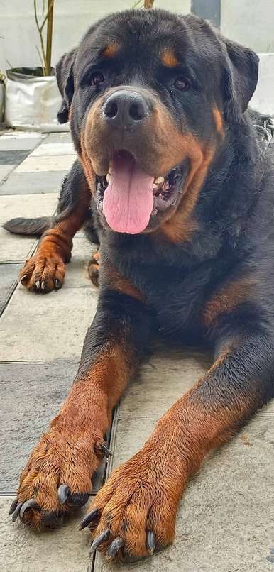 Rottweiler Dogs For Mating In Thrissur
