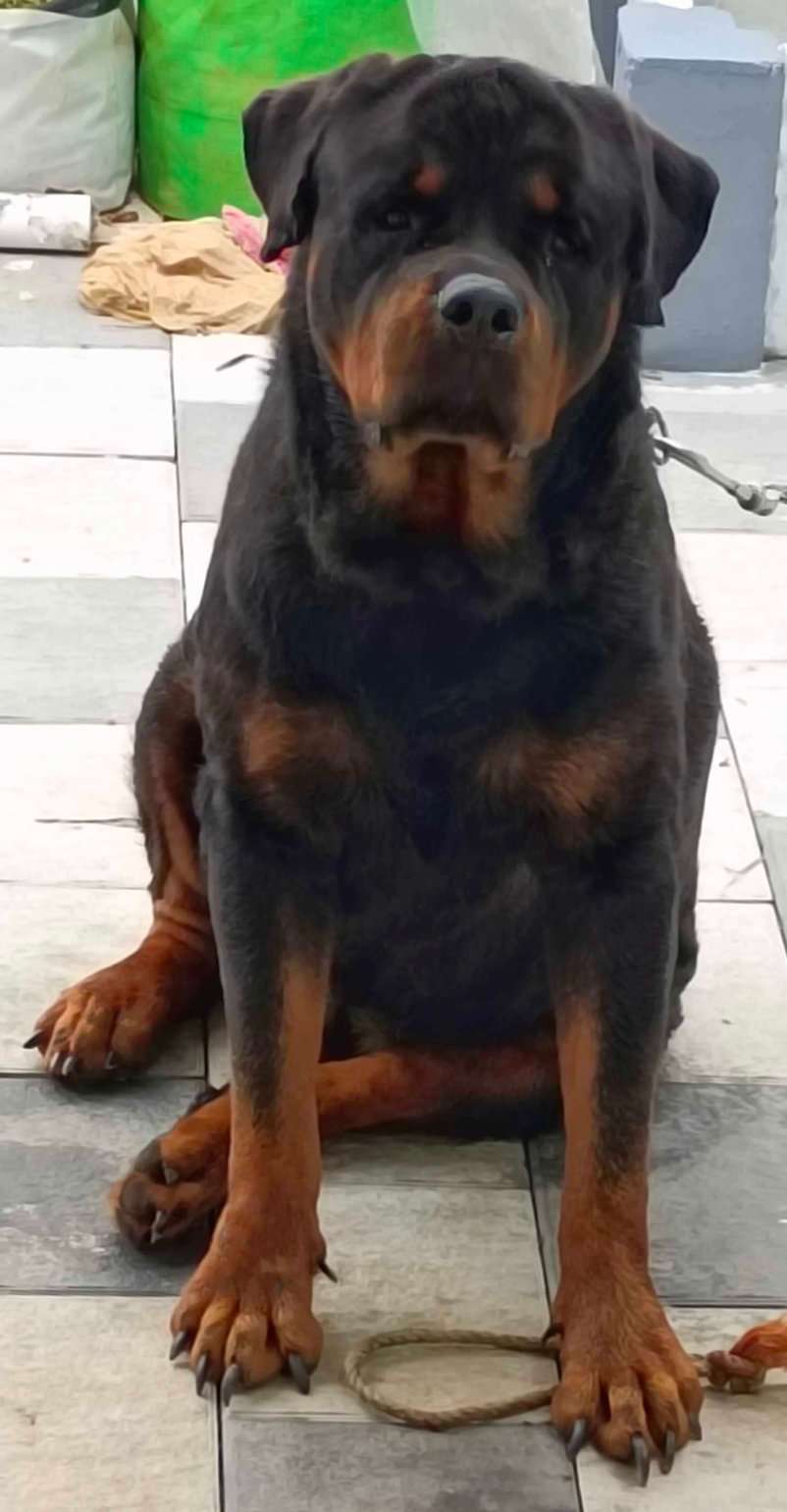 Rottweiler Dogs For Mating In Thrissur