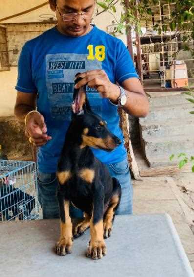 Doberman Pinscher For Sale In Sholapur