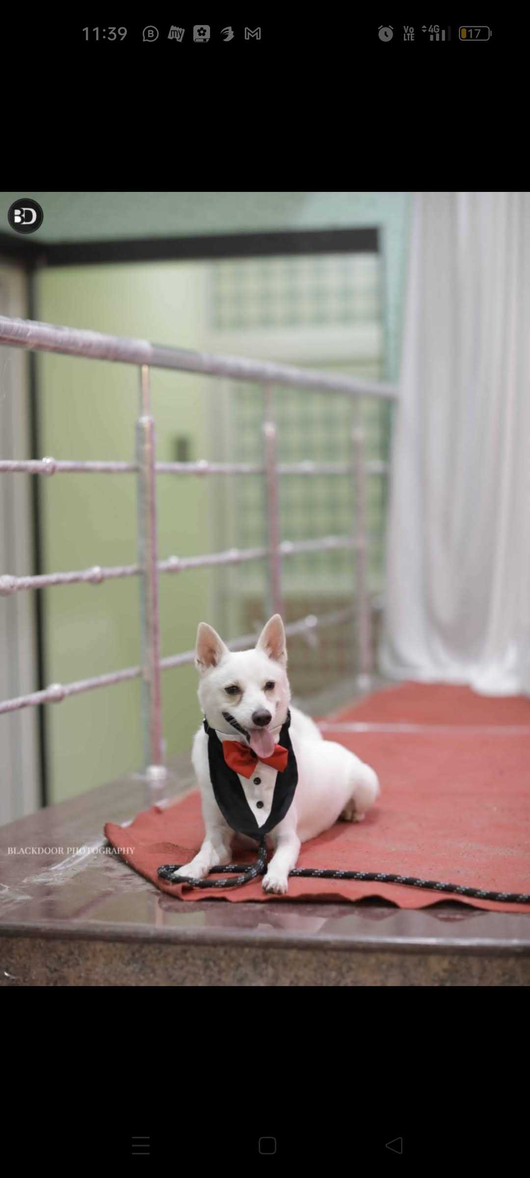 Indian Spitz Dogs For Mating In Chennai