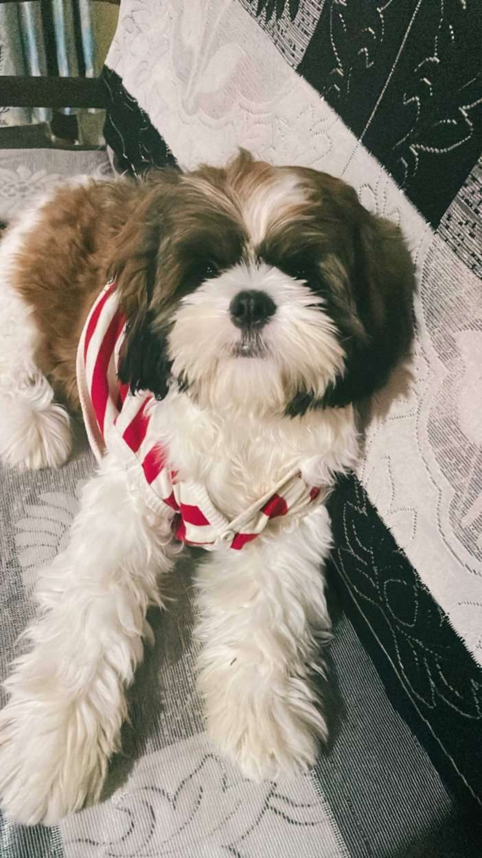 Shih Tzu Dogs For Mating In Hyderabad