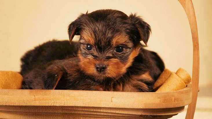 Yorkshire Terrier For Sale In Udaipur