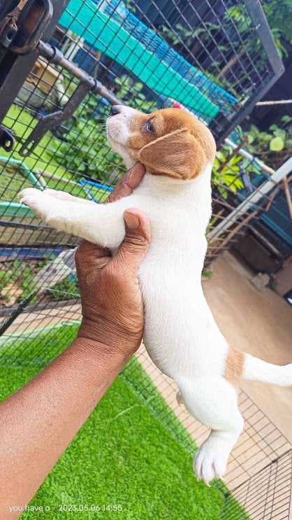 Jack Russell Terrier For Sale In Bangalore