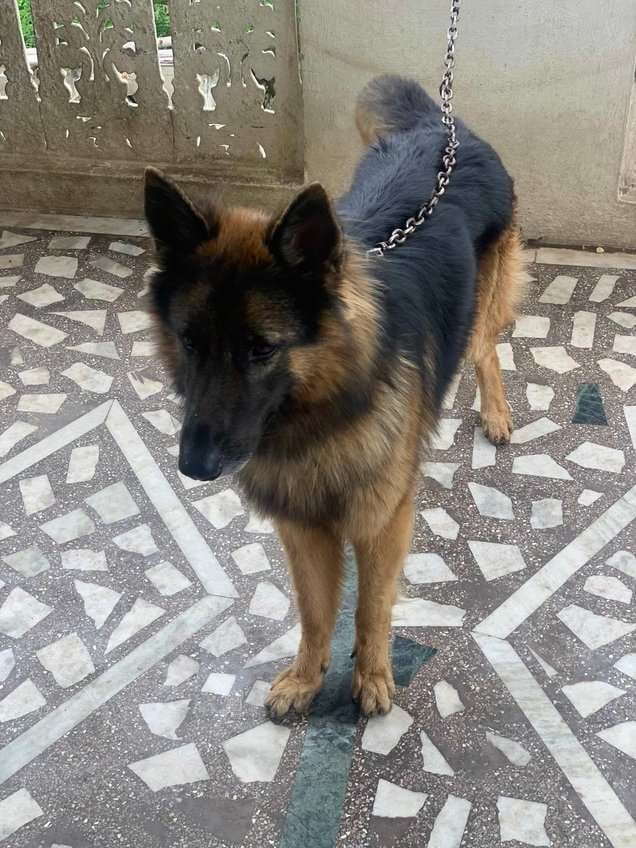 German Shepherd Dogs For Mating In Hyderabad