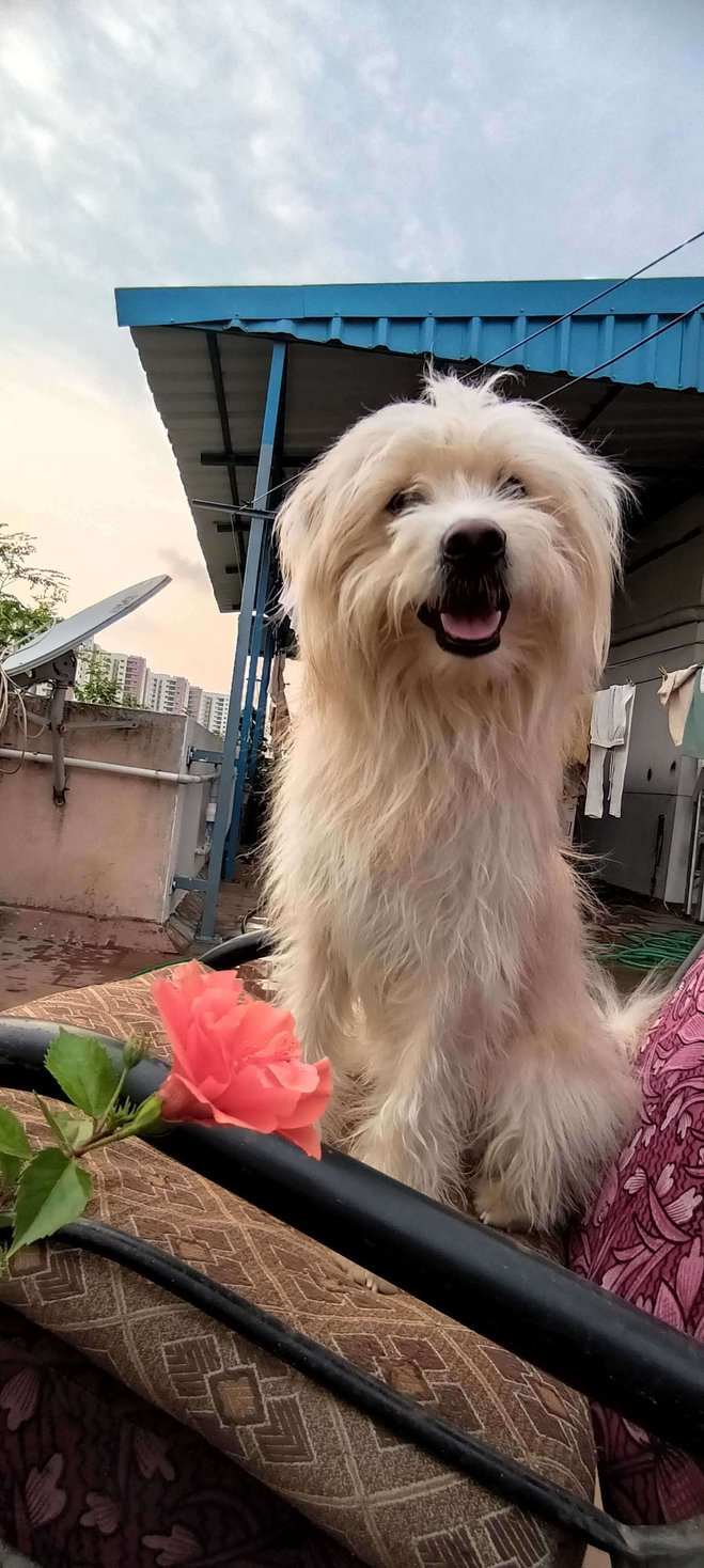 Lhasa Apso Dogs For Mating In Chennai