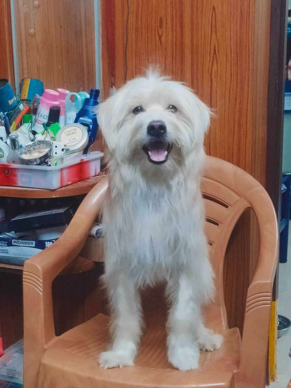 Lhasa Apso Dogs For Mating In Chennai