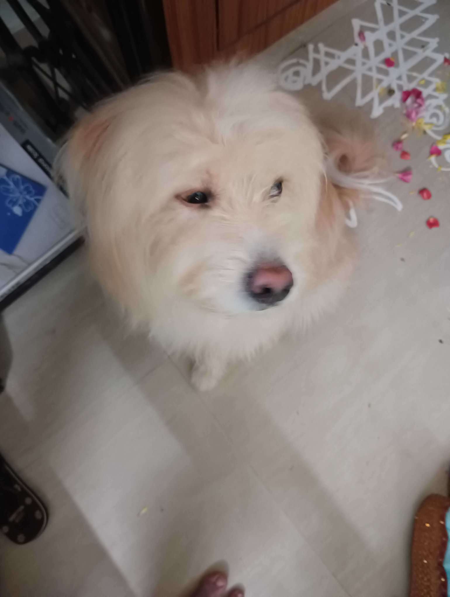 Lhasa Apso Dogs For Mating In Chennai