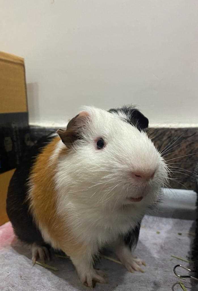 Guinea Pigs For Adoption In Dehradun