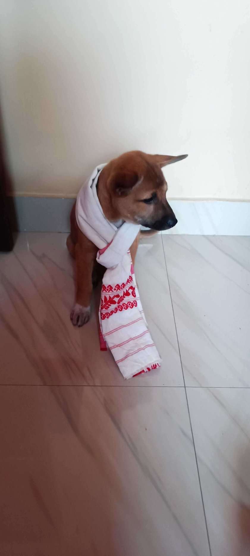 Indian Breed For Adoption In Dibrugarh