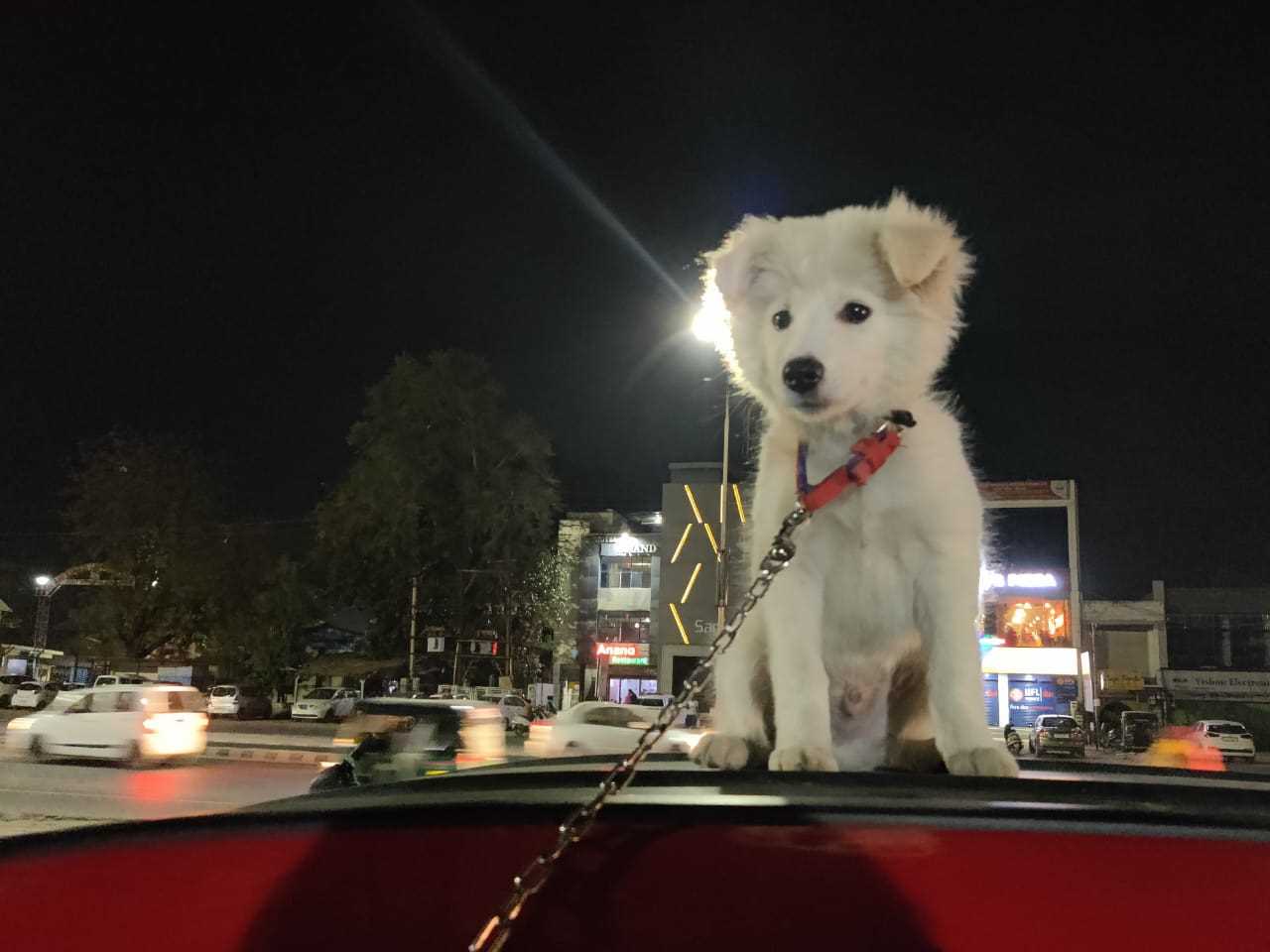 Pomeranian Dogs For Mating In Mahesana