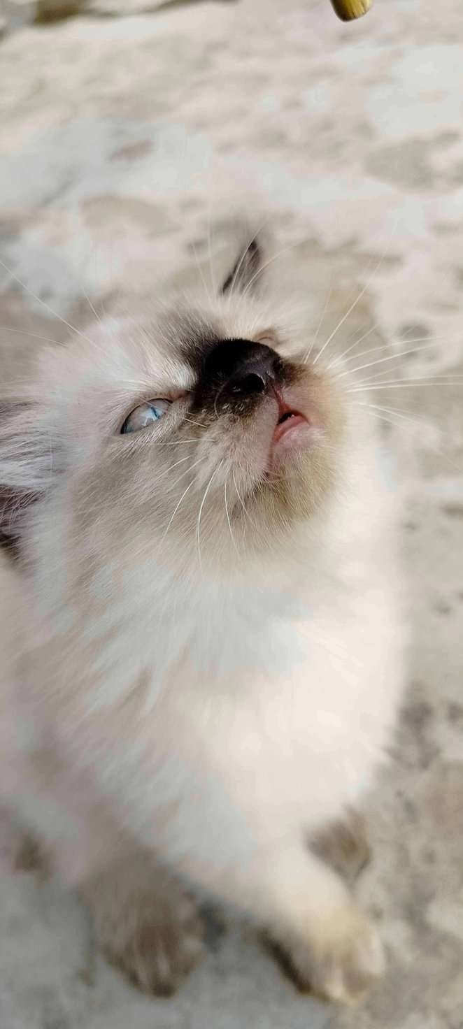 Persian For Sale In Moradabad
