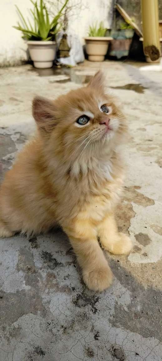 Persian For Sale In Moradabad