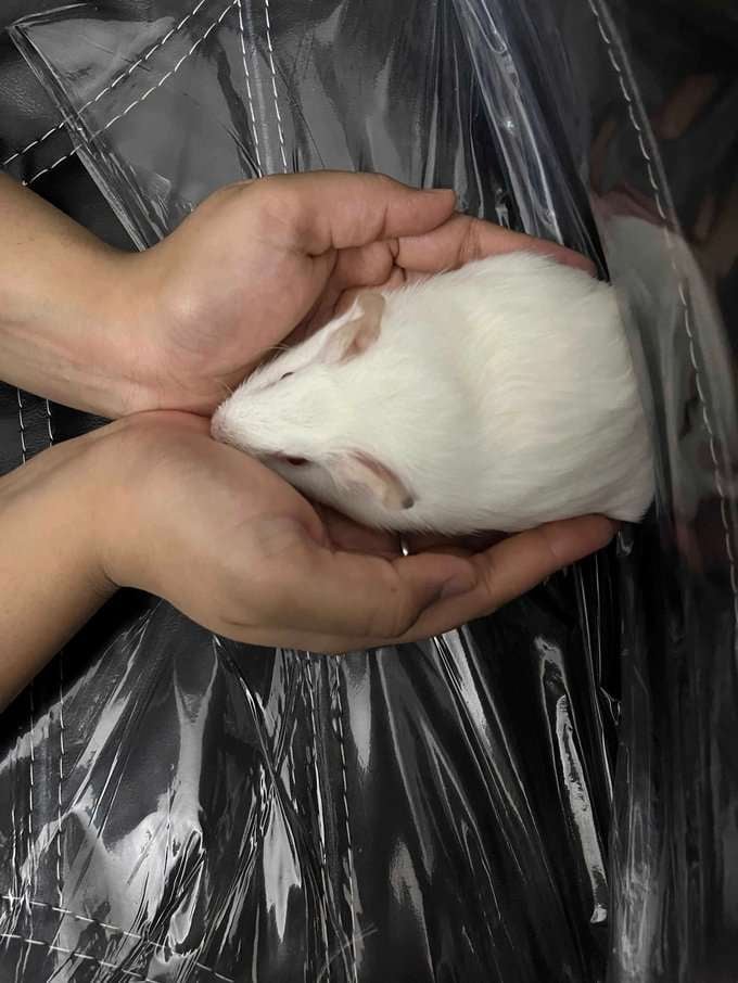 Guinea Pigs For Adoption In Bikaner