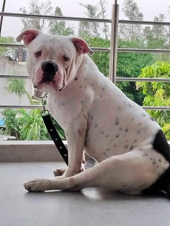 American Bully Dogs For Mating In Gorakhpur