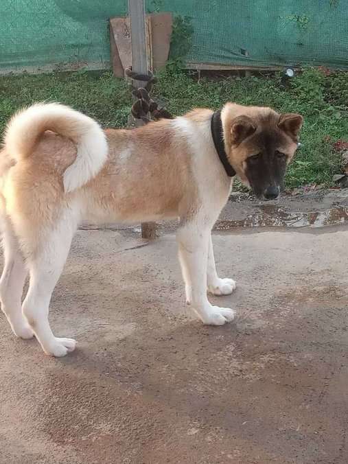 Akita Dogs For Mating In Guntur