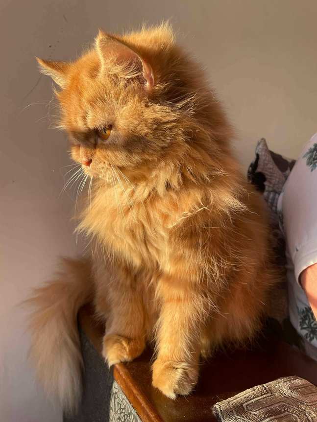 Persian For Adoption In Changlang