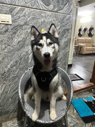 Siberian Husky Dogs For Mating In Bangalore