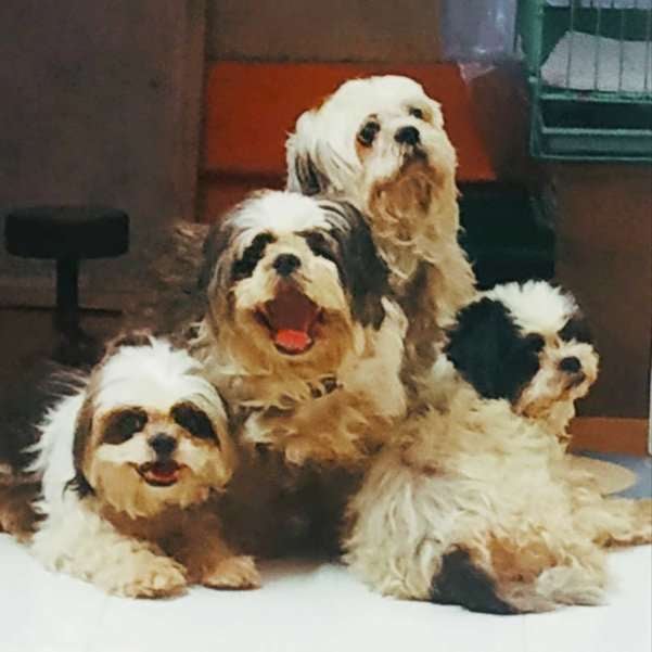 Shih Tzu Dogs For Mating In Bangalore